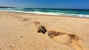 An adventurous turtle cautiously approaches the vast ocean, leaving tracks in the warm sand under a clear blue sky photo