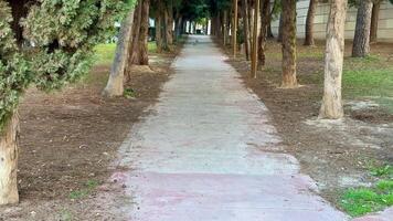 A tranquil and peaceful pathway, surrounded by lush and vibrant trees, is perfect for relaxation and leisurely strolls photo