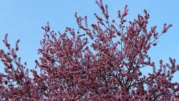 The beautiful pink blossoms of a cherry tree stand in vivid contrast against a clear blue sky overhead photo