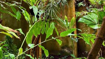 A rich and vibrant tropical jungle scene that features lush, diverse plants along with subtle wall textures photo