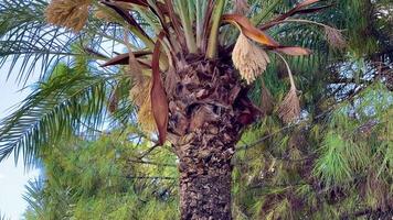 Stunning and captivating shots of palm tree foliage against a vivid bright blue sky, perfect for nature themes photo