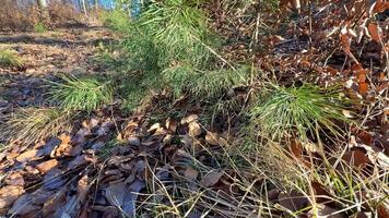 A lively scene of young pine trees beautifully surrounded by scattered fallen leaves in a natural setting photo
