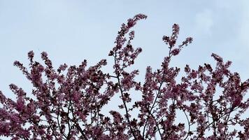 You can enjoy stunning views of blooming pink flowers beautifully set against a serene and calming sky photo