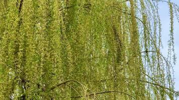 A stunning view of the cascading green weeping willow branches gracefully swaying under a bright blue sky photo