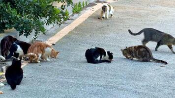 A group of various cats can be seen gathering on the street, happily sharing a meal in a cozy outdoor setting photo