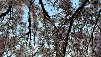 The stunning cherry blossoms create a breathtaking view with their branches framed against a bright blue sky photo