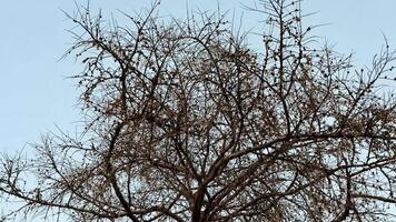 A striking silhouette of a bare tree against a serene blue sky, showcasing nature's beauty in transition. photo
