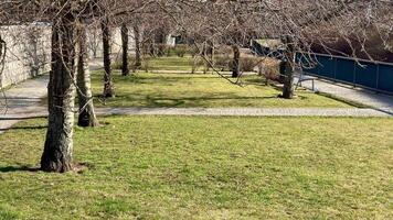 A tranquil and peaceful view of a beautiful park path lined with leafless trees on a bright sunny spring day photo