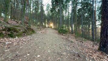 Take a leisurely stroll along a serene forest path bathed in the warm light of a sunset, ideal for nature enthusiasts photo