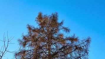 A captivating and striking image of a barren tree complete with intricate branches set against a vibrant blue sky photo