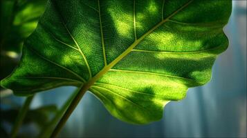 Close Up of a Backlit Green Leaf Showing Detailed Veins and Texture photo