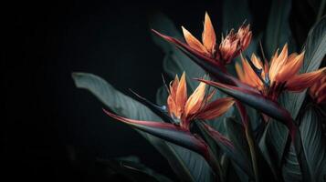 Orange Bird of Paradise Flowers on Dark Background photo