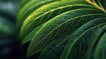 Close Up of Lush Green Leaves with Dew Drops photo