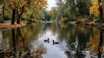 Two Ducks Swimming in a Calm Autumn Pond photo