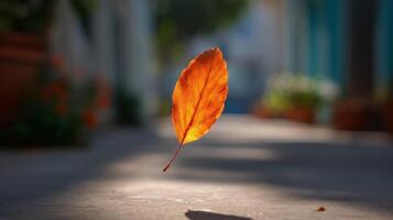 Orange Leaf Floating on Pathway with Sunlight photo