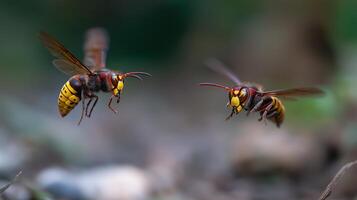 Two wasps hover over the forest floor, displaying their vivid yellow and red colors. photo