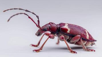 A red and white weevil insect walks on a smooth surface, showcasing its distinct physical traits. photo