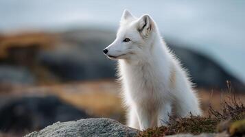 A curious arctic fox resting on rocks, gazing into the distance under a cloudy sky. photo