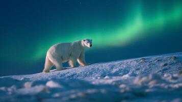 A polar bear walks through snow under the mesmerizing glow of the aurora borealis. photo