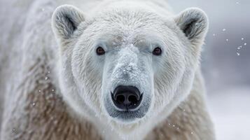 A polar bear stands in a snowy environment, its intense gaze directed at the viewer. photo