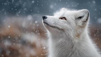 An arctic fox gazes upward as snowflakes softly fall in a serene winter setting. photo