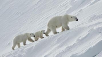 A mother polar bear and her two cubs navigate the snowy terrain, showcasing their bond. photo