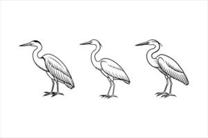 Three Grey Heron Line Drawings Bird Illustrations Black White vector