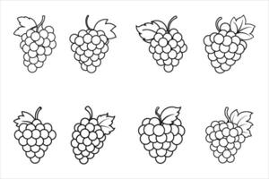 Eight Black and White Grape Clusters with Leaves grapes vector