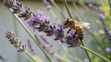 A bee is on a lavender plant and is gathering pollen photo