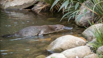A platypus is swimming in a stream photo