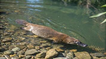 A platypus swimming in a river photo