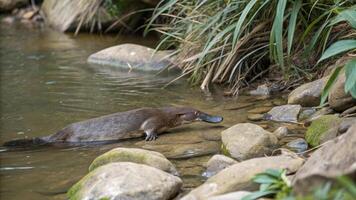 A platypus is walking on the rocks in a stream photo
