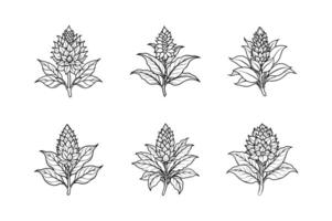 amaranthus flower with leaves icon set design white background vector