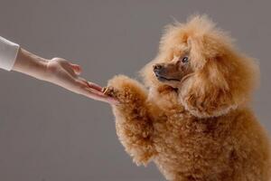 Apricot poodle gives paw to owner in training session, symbol of connection and obedience photo