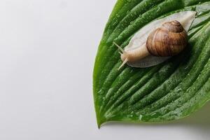Macro shot of a brown-shelled snail crawling on a fresh green leaf covered in dew drops, isolated on a white background, symbolizing calm nature, purity, and slow living. photo