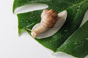 Close-up of a brown garden snail slowly crawling across a wet monstera leaf with dew, placed on a white background, symbolizing calm nature, moisture, and eco balance. photo