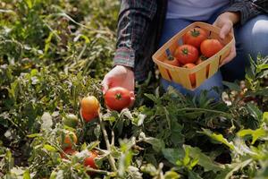 Farmer harvesting ripe red tomatoes by hand into a wooden basket during a sunny day on an organic farm. Fresh vegetables and sustainable agriculture concept. photo