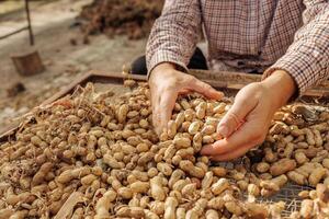 Freshly Harvested Peanuts in Shell Collected by Farmer During Autumn Harvest on Organic Farm photo