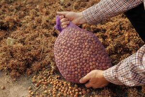 Fresh Hazelnuts Harvested and Collected in Mesh Bag During Autumn Farm Harvesting Season photo