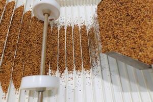 Conveyor Line for Automated Grain Processing and Sorting in Modern Food Industry Factory photo
