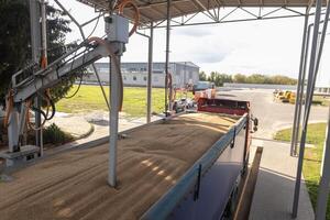 Grain Truck Loading at Elevator with Laboratory Sampling Probe for Quality Control and Harvest Logistics photo