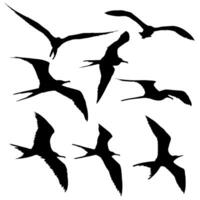 Beautiful Frigate Bird Silhouette Set vector