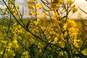 A field of yellow flowers with the sun setting behind it photo