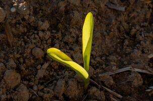 A small plant sprouting from the ground photo