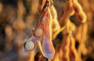 A close up of a bean pod photo