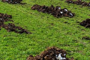 A field of dirt with a pile of white and brown sheep photo