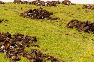 A cow standing in a field of dirt photo
