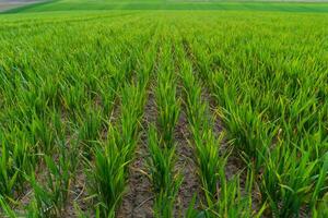 A field of green grass with a road in the background photo