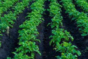 Lush green potato plants thrive in well-tended rows, their leaves reaching towards the sun above dark, rich soil on a farm during a sunny day photo