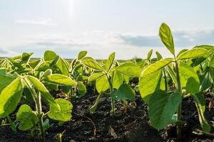 Green soy plants thrive in fertile soil, soaking up the sunlight in a vibrant field. The growing season is evident as leaves stretch toward the sky photo